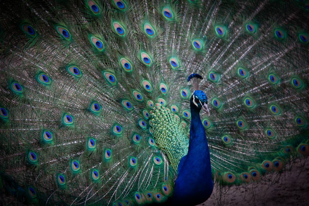Mysore Zoo